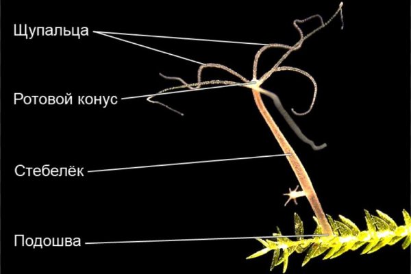 Ссылки кракен 2024